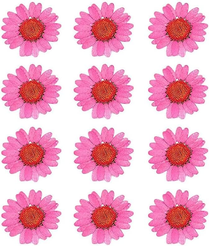 50pcs Natural Dried Daisy Flower, Vacuum Packaging, Pressed Flower by YUNZHI