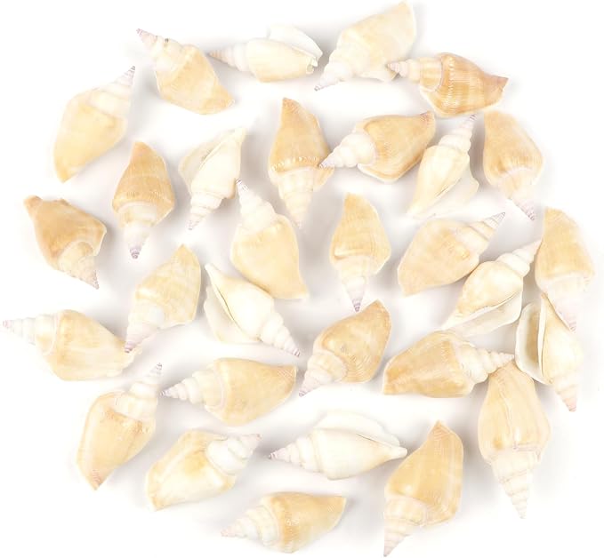 25 PCS+ Small Conch Shells Natural Sea Shells, Fish Tank and Vase Filler by Unknown