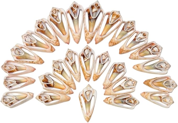 Sea Shells for Crafting, jewelry making, decoration, centerpieces, vase filler - Image 7