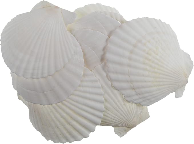 12 Pcs Sea Shells White Large Scallop Shells - Image 3