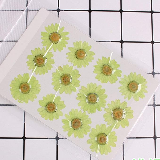 50pcs Natural Dried Daisy Flower, Vacuum Packaging, Pressed Flower - Image 2