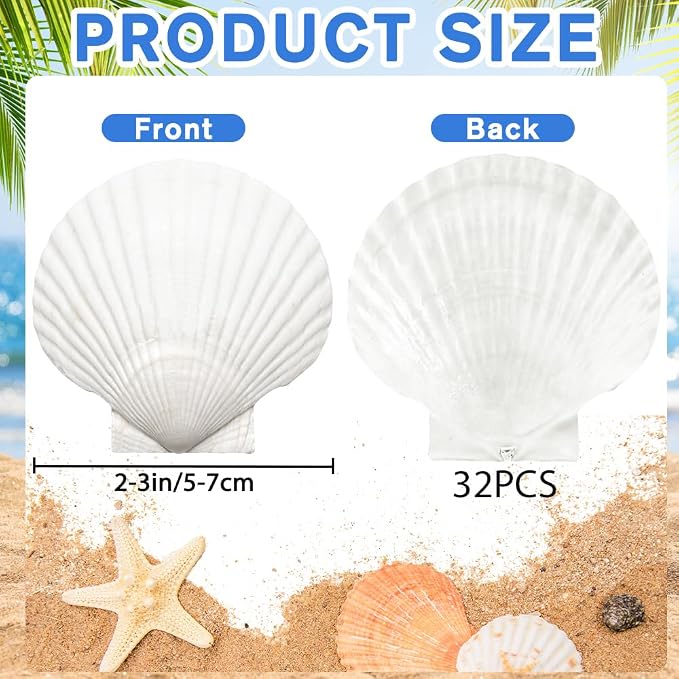 YUJUN 32PCS Natural Scallop Shells - Image 2