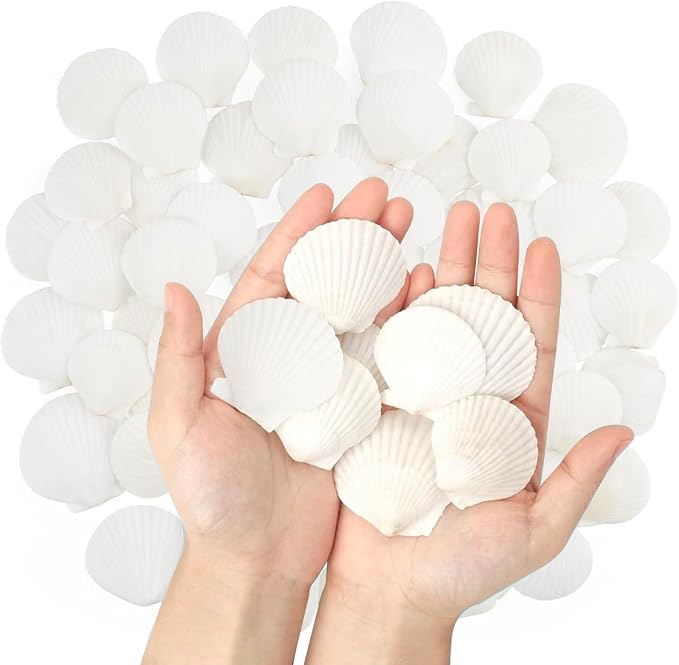 50 PCS Natural Sea Shells 1.6" to 2" White Scallop Shells by Unknown