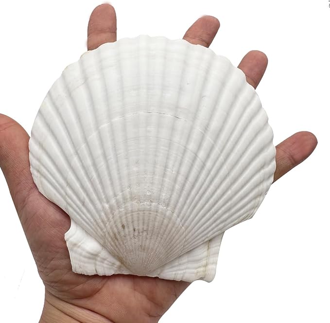 10 PCS Seashells for Crafts4-5 Inches White Natural Bulk Scallop Shells for - Image 3