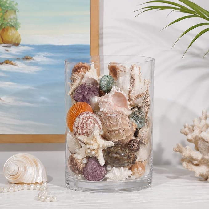 JSPYFITS Sea Shells Mixed Beach Seashells 20 Kinds, 1.5"-5.5" Various Sizes - Image 4