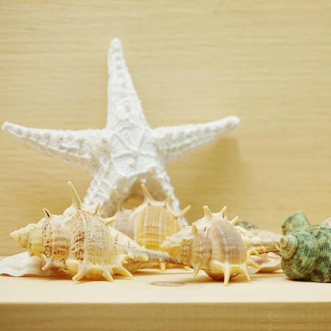 10 PCS+ Small Conch Shells Natural Sea Shells, Fish Tank and Vase Filler - Image 4