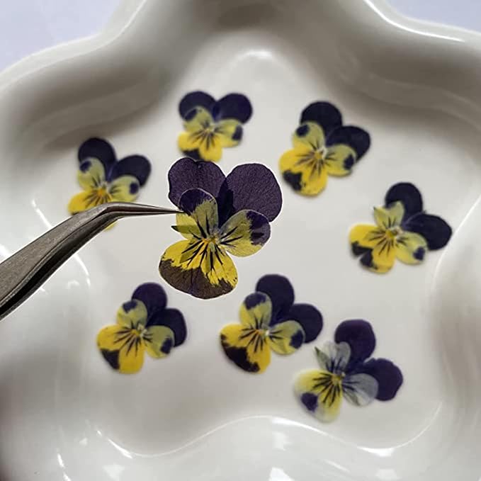 YUNZHI Natural Pansy Dried Pressed Flowers - Image 5