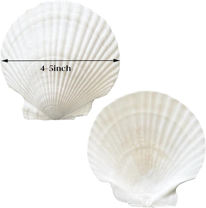 10PCS 4-5 Inch Large Sea Shells White Scallop Shells - Image 2