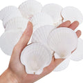 30PCS Natural Scallop Shells White Sea Shells by WeDoSoy