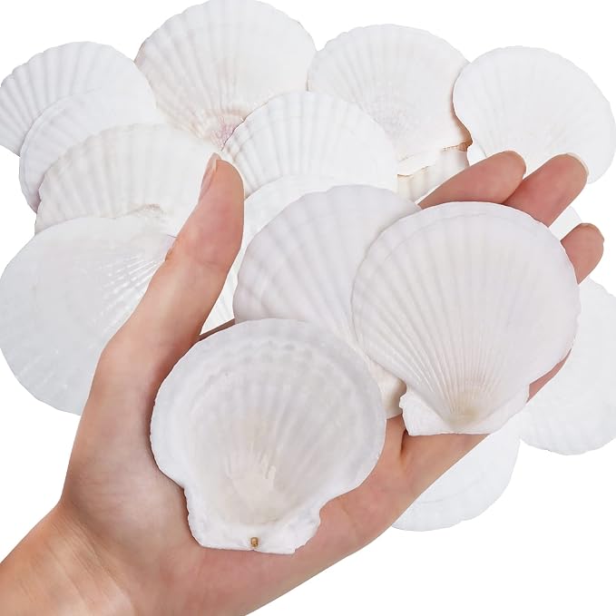 30PCS Natural Scallop Shells White Sea Shells by WeDoSoy