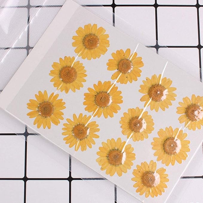 50pcs Natural Dried Daisy Flower, Vacuum Packaging, Pressed Flower - Image 2