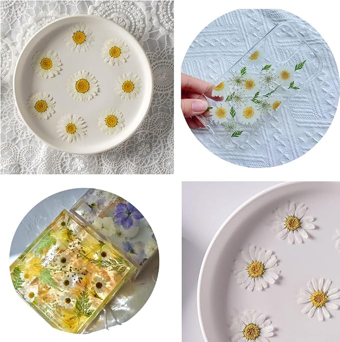 50pcs Natural Dried Daisy Flower, Vacuum Packaging, Pressed Flower - Image 2