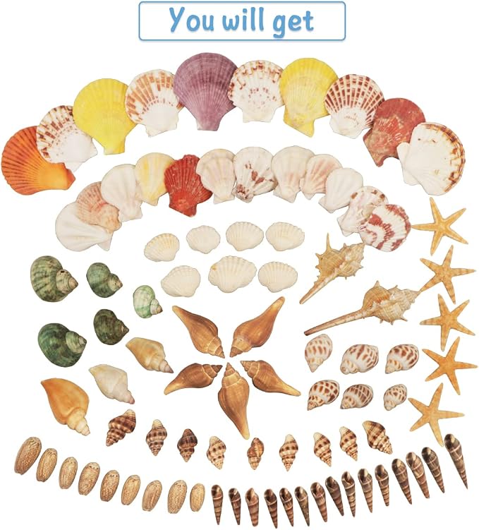Seashells 13 Kinds of Shells 100 PCS Mixed Ocean Beach Colorful Seashells - Image 2