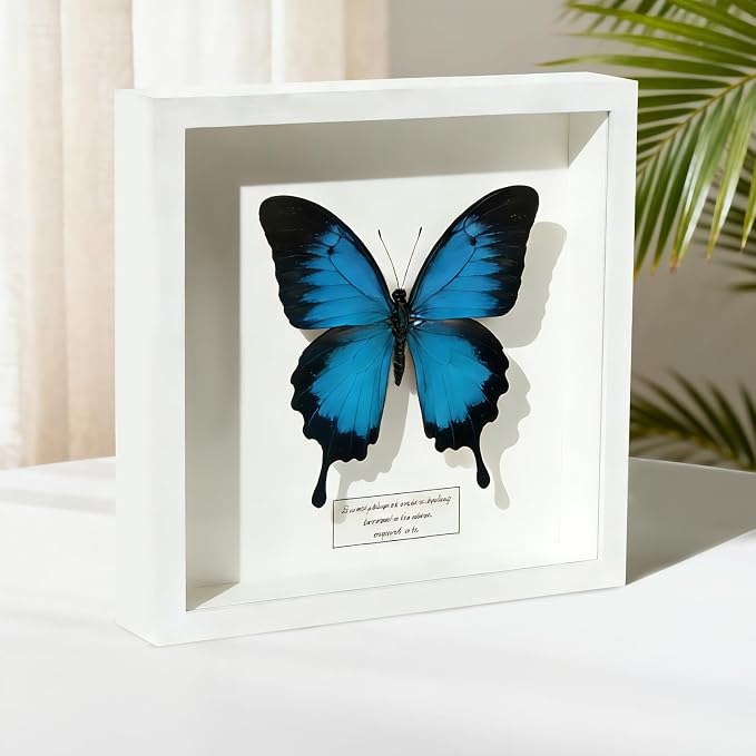 8x8 Shadow Box Frame Display Case - Image 6