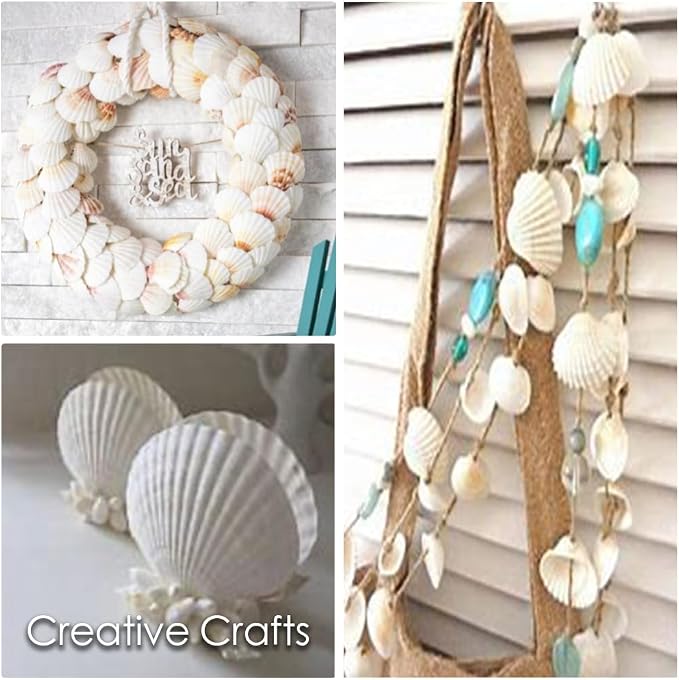 HappyFiller 12 PCS Natural Seashells 2-3 Inch, Beach Theme Party, Wedding - Image 9