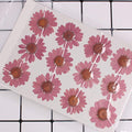 50pcs Natural Dried Daisy Flower, Vacuum Packaging, Pressed Flower by YUNZHI