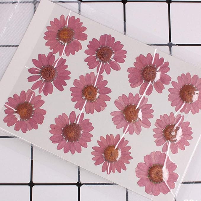 50pcs Natural Dried Daisy Flower, Vacuum Packaging, Pressed Flower by YUNZHI