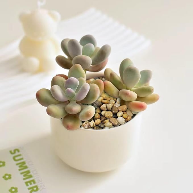 FANTIAN 5 lbs Polished Pebbles, 3/8 Inch Pea Gravel - Image 6