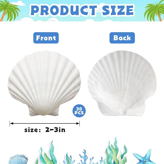 JOTNGDJBN 30 Pcs Natural Scallop Shells 2-3 inch White Seashells - Image 2