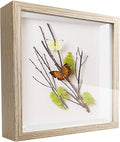 5x5 Small Shadow Box Frame Display Case, Display Case Box by TOUYINGER