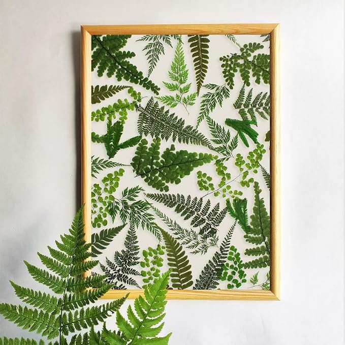 55 Pcs Green Leaves Ferns Dried Pressed Flowers - Image 4