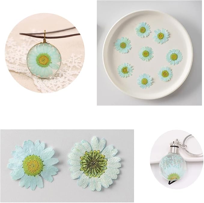 50pcs Natural Dried Daisy Flower, Vacuum Packaging, Pressed Flower - Image 5