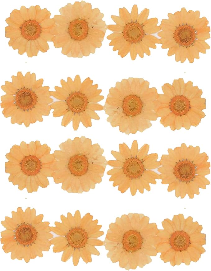 50pcs Natural Dried Daisy Flower, Vacuum Packaging, Pressed Flower by YUNZHI