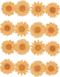 50pcs Natural Dried Daisy Flower, Vacuum Packaging, Pressed Flower by YUNZHI