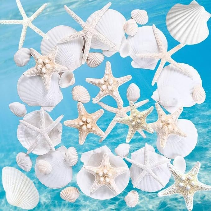 24PCS Sea Shells for Crafts Decoration by Egcina