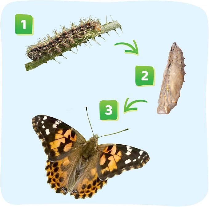 Insect Lore Raise and Release Butterfly Garden Kit – Caterpillar Habitat - Image 10