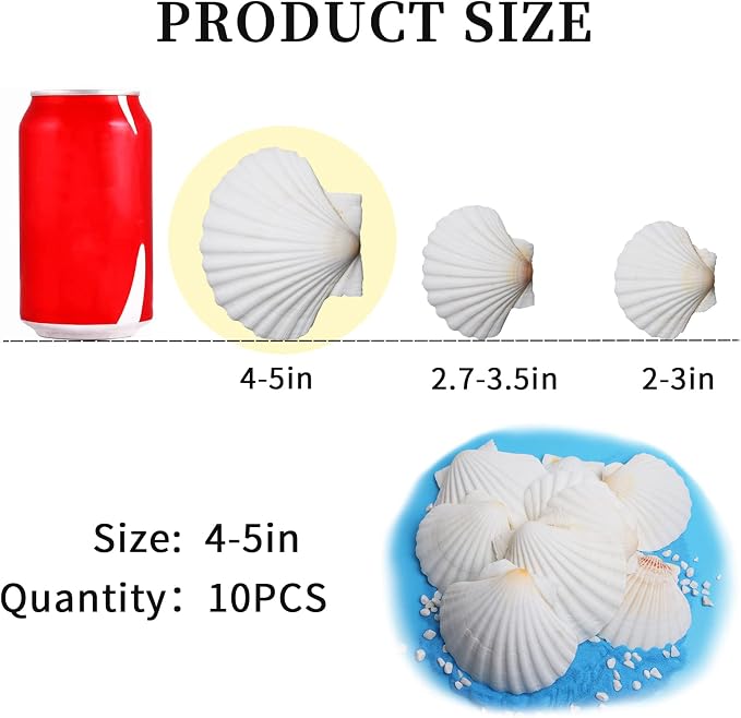 LUCKY BABY 4"-5" Scallop Shells - Image 2
