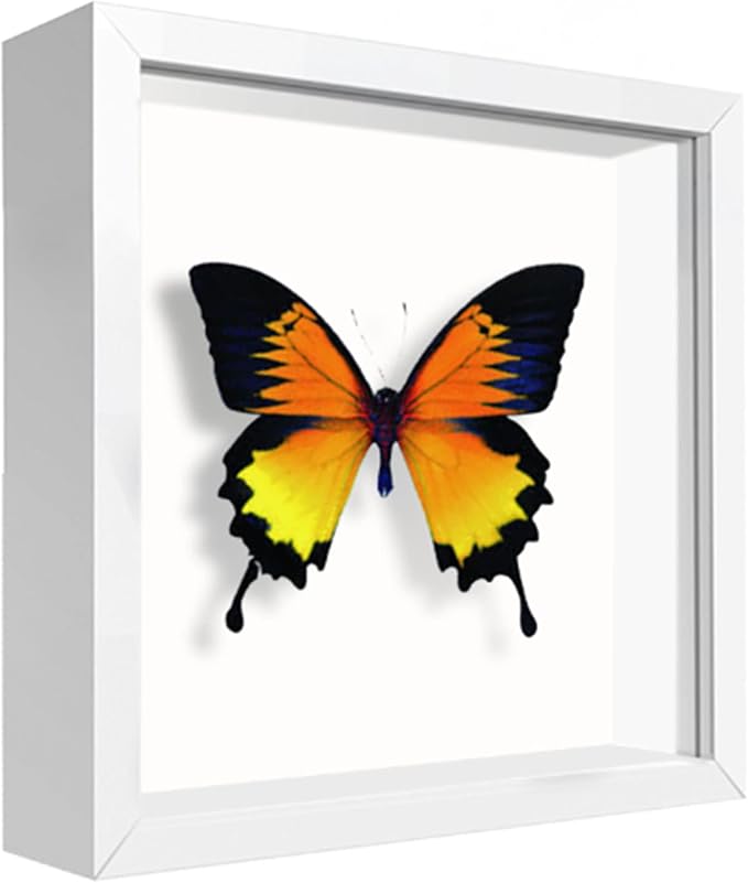 5x5 Small Shadow Box Frame Display Case, Display Case Box by TOUYINGER