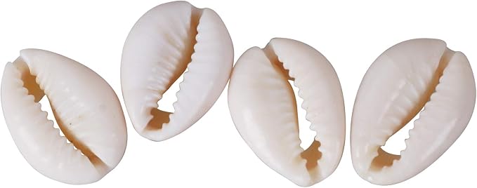 150 PCS White 0.63"-0.71" Natural Strong Cowrie Shell Beads Smooth Cut Oval - Image 5