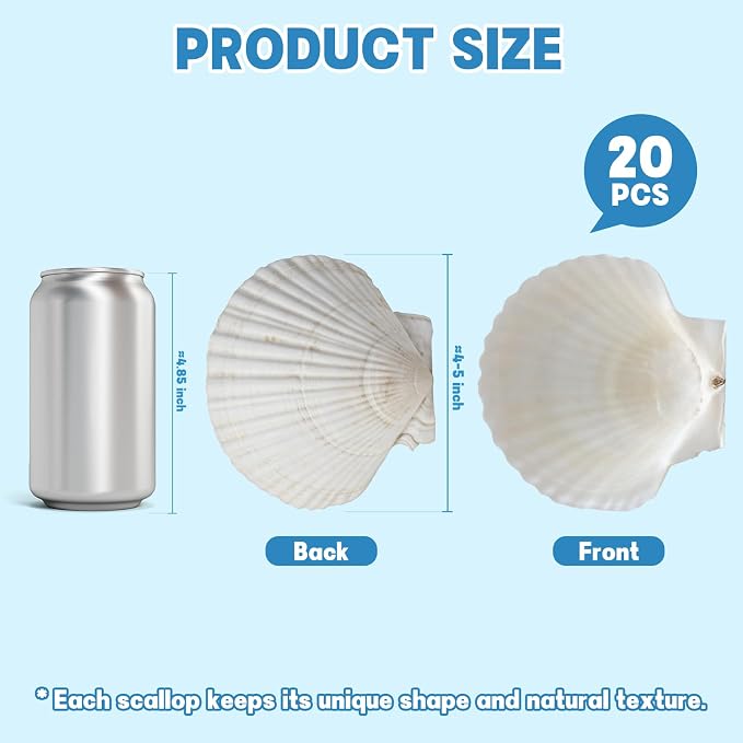 20 PCS 4"-5" Large Scallop Shells - Image 3