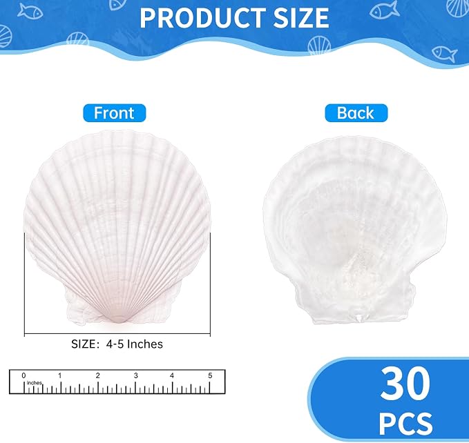 ReePlan 30PCS Large Scallop Shells - Image 2