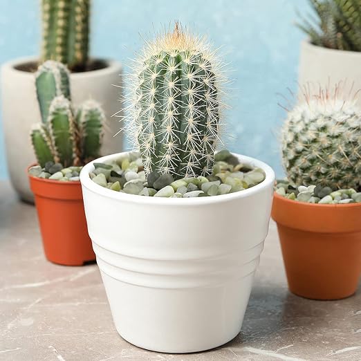 YISZM 2LB Succulent and Cactus Jade Pebbles, 3/8 Inch Natural Decorative - Image 2