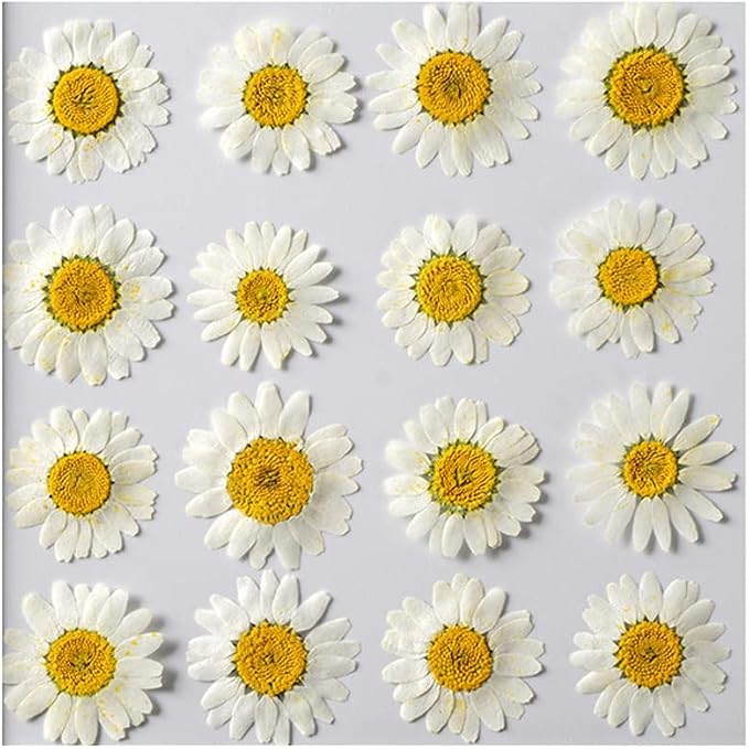 50pcs Natural Dried Daisy Flower, Vacuum Packaging, Pressed Flower by YUNZHI