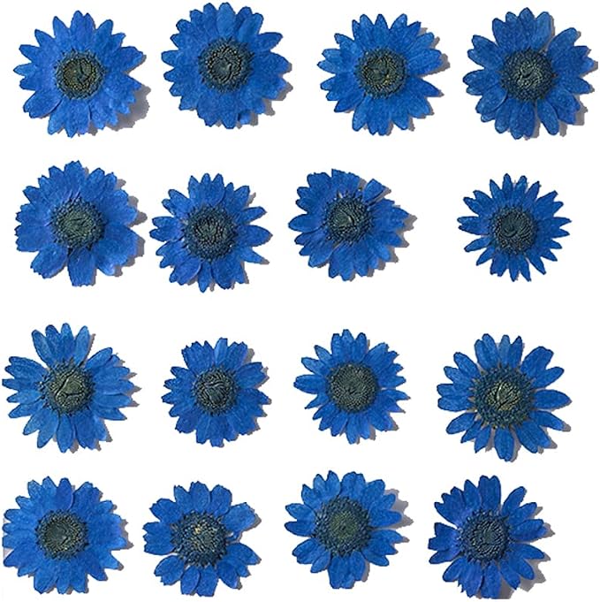 Natural Dried Daisy Flower, Vacuum Packaging, Pressed Flower by YUNZHI
