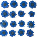 Natural Dried Daisy Flower, Vacuum Packaging, Pressed Flower by YUNZHI