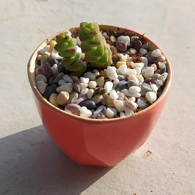 TOYPOPOR 6LB Succulent and Cactus Gravel Pebbles, 1/5 Inch Natural Decorative - Image 6