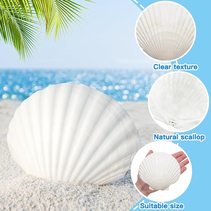 YUJUN 18PCS Large Natural Scallop Shells - Image 3