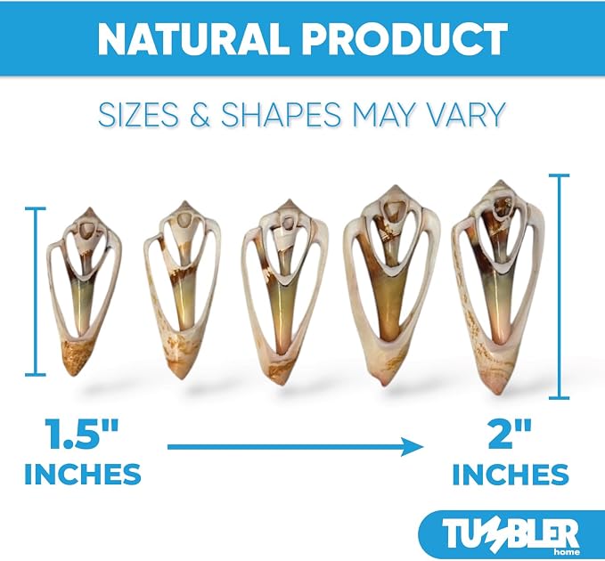 Sea Shells for Crafting, jewelry making, decoration, centerpieces, vase filler - Image 3