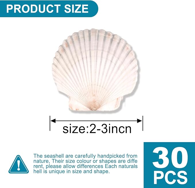 30PCS Scallop Shells for Crafts 2''-3'' Natural White Large Shells Decoration - Image 3