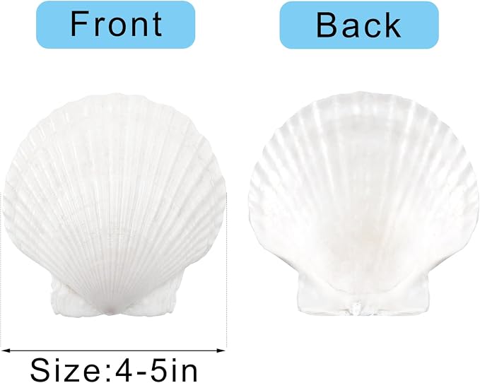 10PCS Large Natural Scallop Shells, DIY Painting, Baking and Beach Wedding - Image 2