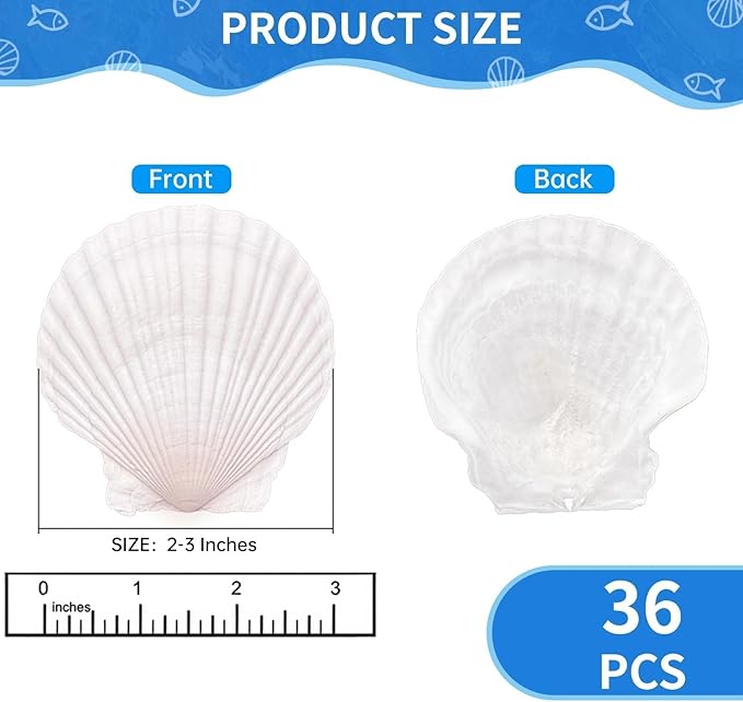 36PCS Natural Scallop Shells for Crafts, 2-3 Inch White Sea Shells for - Image 2
