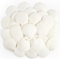 Jangostor 20 PCS Scallop Shells Natural Seashell, 2.3" to 3.5" White Scallop by Jangostor