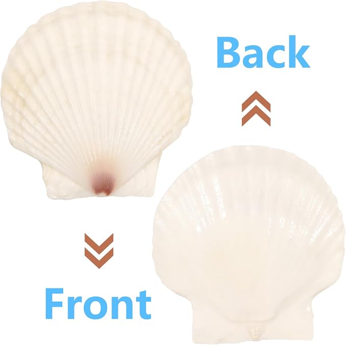 10 PCS 4-5 Inch Large Scallop Shells - Image 3