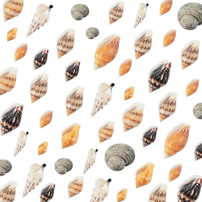 2000 Pcs Tiny Sea Shells for Crafting, Mixed Ocean Beach Mini Seashells Bulk - Image 6