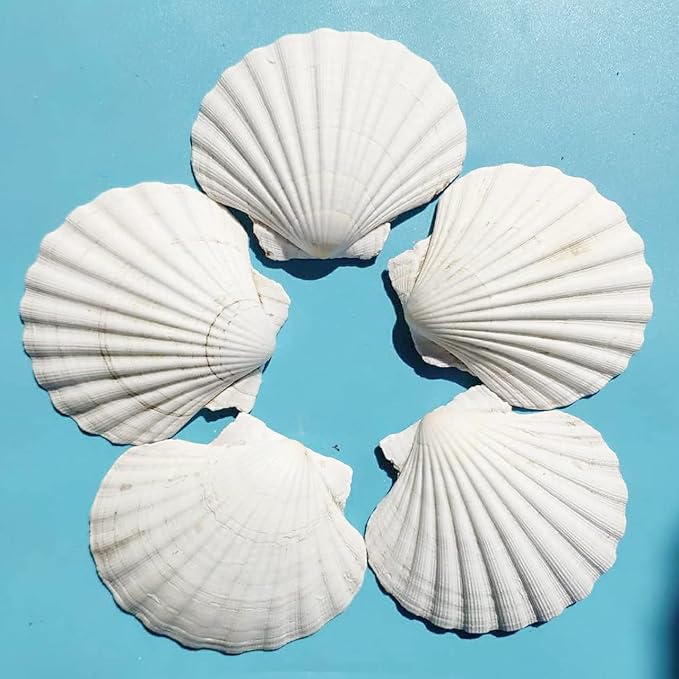 15 PCS 3.5-4 inch Large Scallop Shells Baking Sea Shells Large Natural White - Image 6