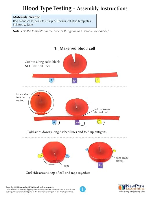 NewPath Blood Type Testing 3D Paper Model Making Kit - Image 4